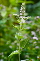Apfelminze, Pfefferminze, Minze in Blüte, rundblättrige Minze,  Mentha suaveolens (rotundifolia) © Annett Seidler