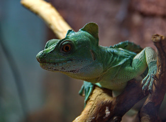 Basiliscus