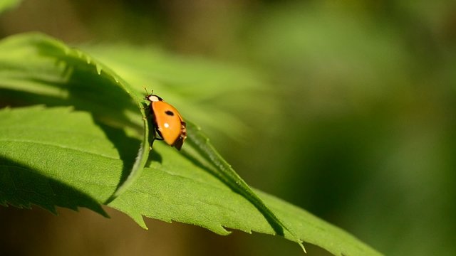 Two-spotted ladybird beetle unfolds and folds its wings