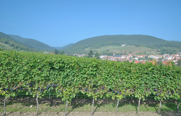 Fototapeta na wymiar der beliebte Wein-und Erholungsort Sankt Martin an der Südlichen Weinstrasse,Rheinland-Pfalz,Deutschland