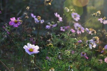 Fototapeta premium purple wildflowers