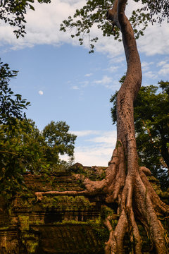 huge old tree growing on the ruin in Angkor Wat area
