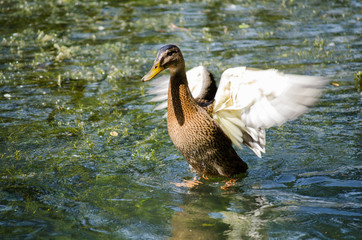 Tier_Ente