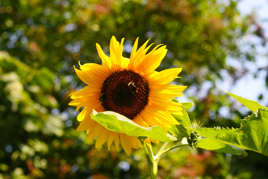 Sonnenblume mit zwei Hummeln vor Haselnussbaum, Holunderbusch - Sommer, Sp&auml;tsommer, Herbstbeginn 