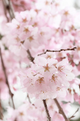 Weeping cherry tree
