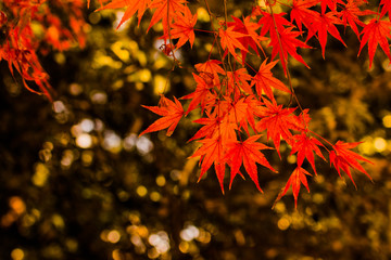 Autumn leaves
