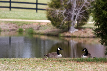 Geese by the Pond on a Farm