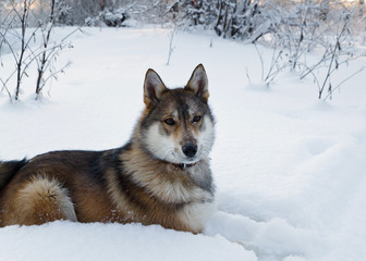 Laika dog