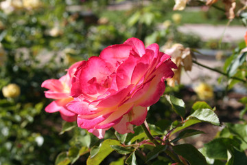 Rosa Kortaltal