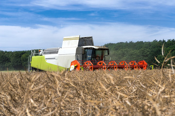 Combine harvester at rape harvest - 2400