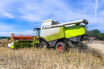 Combine harvester at rape harvest - 2432