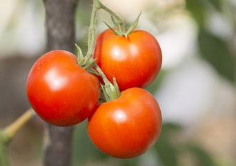 Three red tomatoes on a branch in the greenhouse