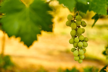 White ripe grape clusters