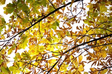 Autumnal yellow leaves of horse chestnut