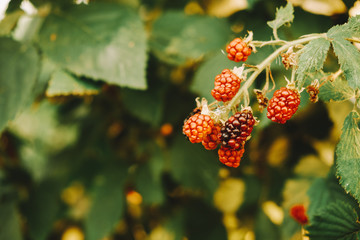 Raspberries on a bush