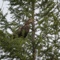 female of capercaillie