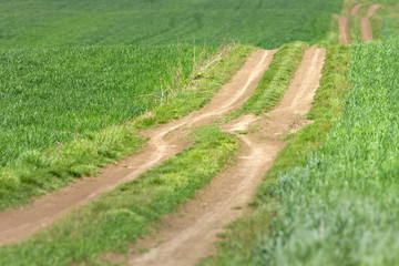 Fototapeta na wymiar Empty country road through the wheat fields