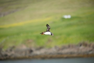 Puffin