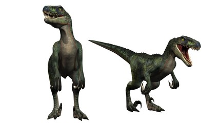 two velociraptors dinosaurs - isolated on white background
