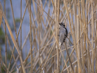 Woodpecker 