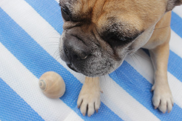 Französische Bulldogge macht Urlaub am Strand