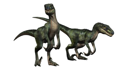 two velociraptors dinosaurs - isolated on white background