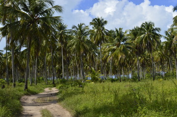 Obraz na płótnie Canvas Dirt road in coconut plantations
