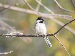 Black-capped chikadee