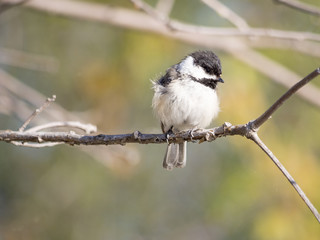 Black-capped chikadee