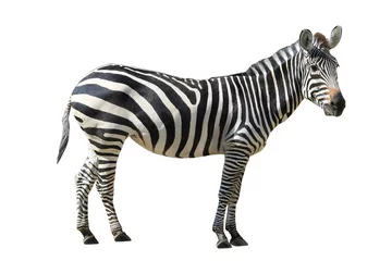 Foto op Plexiglas Zebra Zebra