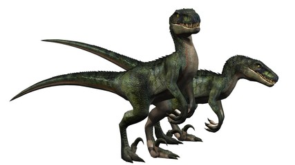 two velociraptors dinosaurs - isolated on white background © Riko Best
