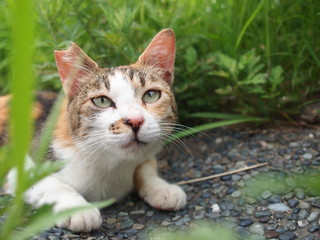 見上げる三毛猫