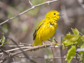 Yellow warbler