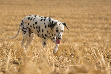 Dalmatiner auf einem abgeernteten Feld