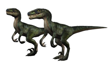 two velociraptors dinosaurs - isolated on white background