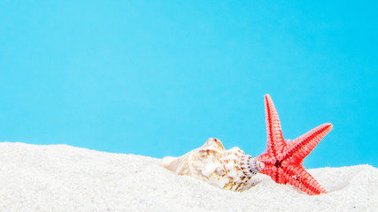 Fototapeta na wymiar sand beach with shells