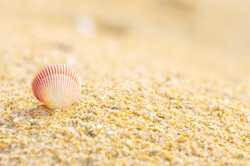 Fototapeta na wymiar shell clam on the sand at the beach