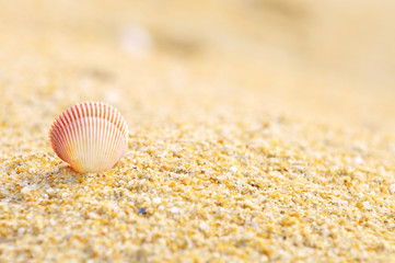 shell clam on the sand at the beach