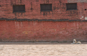 view of brick wall and dog in Nepal