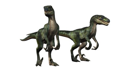 two velociraptors dinosaurs - isolated on white background