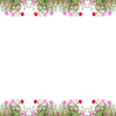 Portulaca flower frame isolated on white background