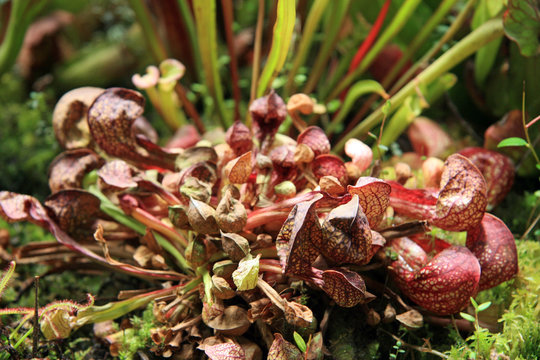 Sarracenia / Sarracenia psittscina michx in USA