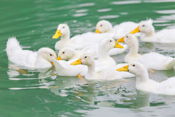 white duck
