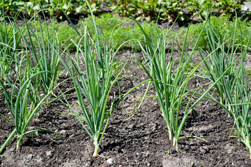 The green onions grow on a bed 