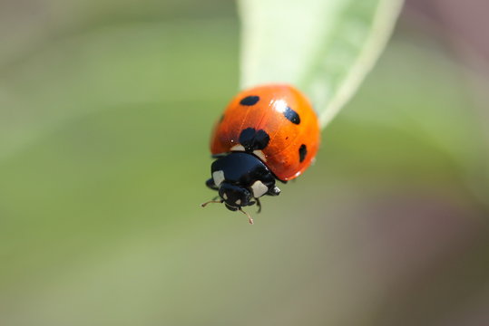 ladybug on a leave