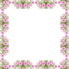 Obraz na płótnie Canvas Portulaca flower frame isolated on white background