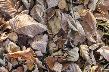 Frozen leaves