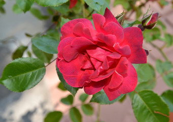 Large crimson rose