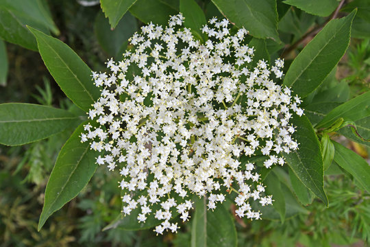 Inflorescence Of Elder Black (Sambucus Nigra L.). Top View