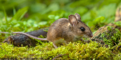 Wood mouse walking on forest floor